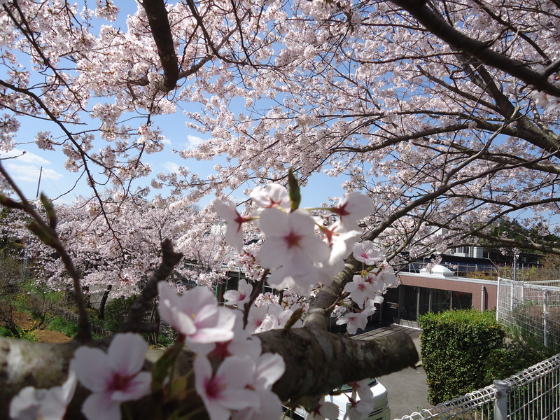 桜満開で新年度のスタート